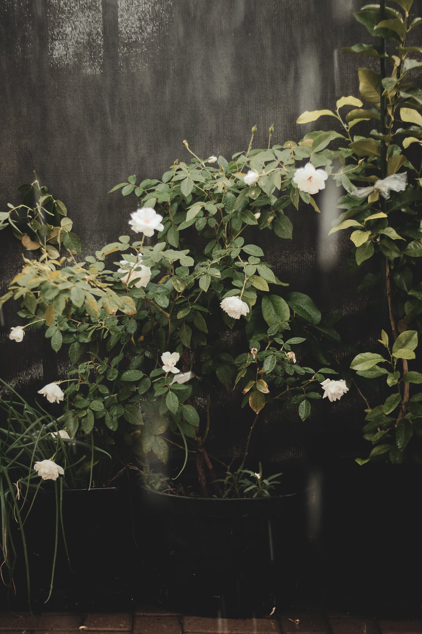 Li la joie lifestyle